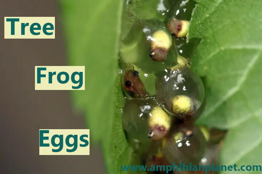 Tree frog eggs