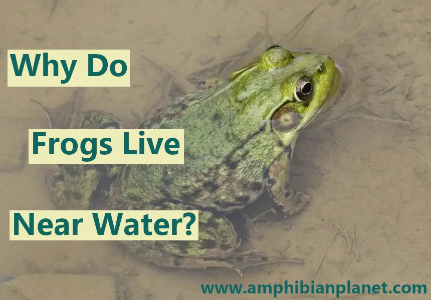 Why do frogs live near water