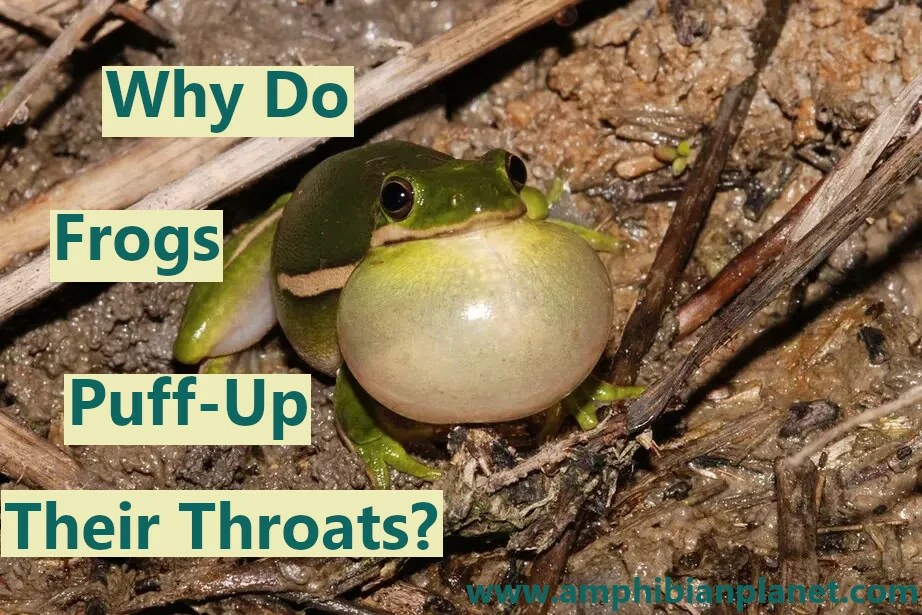 Why do frogs puff up their throats