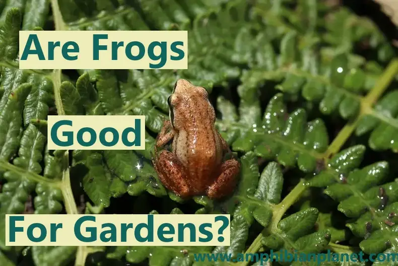 Are frogs good for the Garden