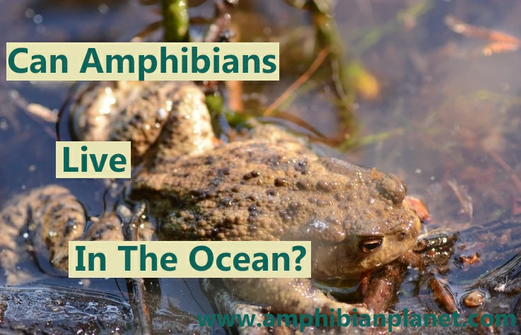 Can amphibians live in the ocean?