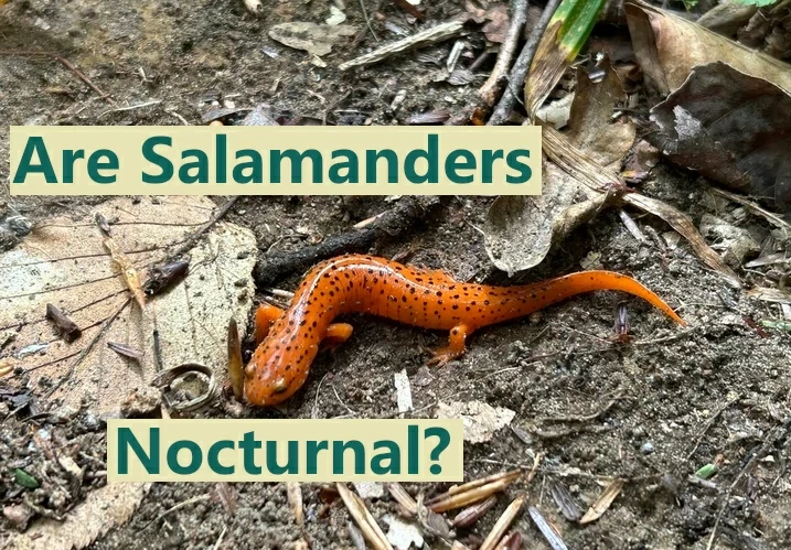 Are salamanders nocturnal?