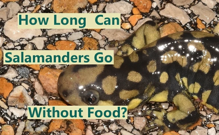 How Long Can a Salamander Go Without Eating? (Explained)