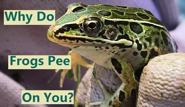 Why do frogs pee on you?